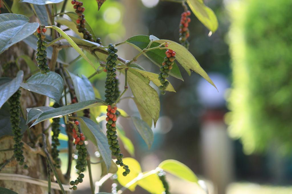 Green Ark Resorts Thekkady Ngoại thất bức ảnh