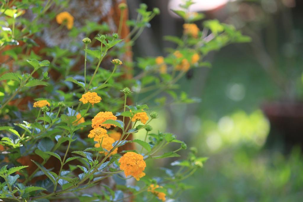 Green Ark Resorts Thekkady Ngoại thất bức ảnh